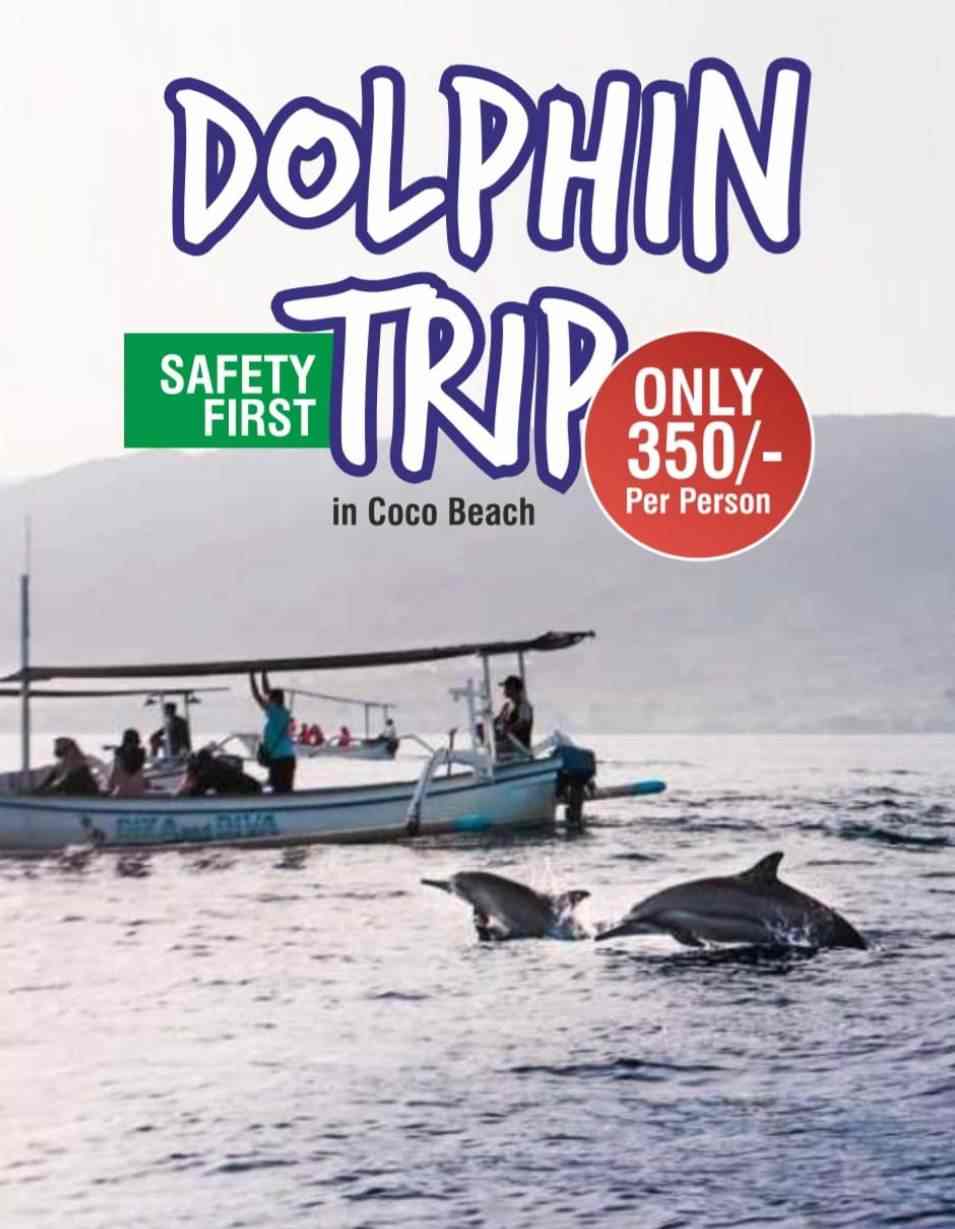 dolphin tours in north goa