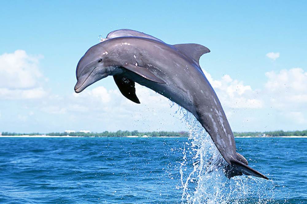 Scuba Diving In Goa