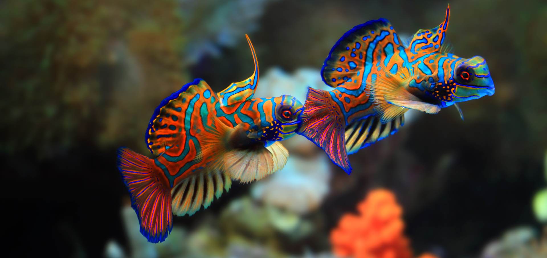 Scuba Diving In Goa